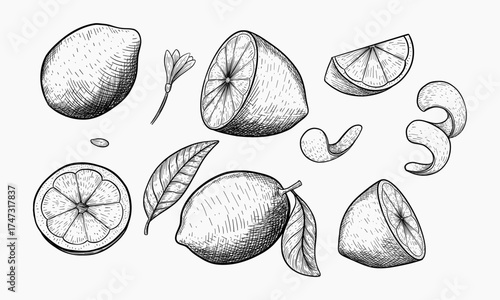 Hand Drawn Illustration of Lemons Leaves and Peel
