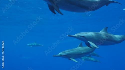 Close-up underwater footage of a pod of dolphins swimming gracefully in the deep blue ocean, showcasing their smooth movements and natural beauty.