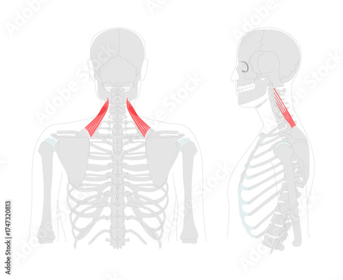 Levator scapulae - Human neck and shoulder muscle shown in anatomy diagram, elevates scapula and tilts glenoid cavity inferiorly, essential for posture and movement education