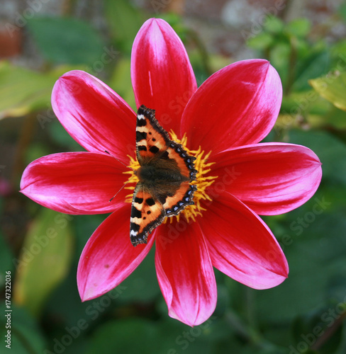 Butterfly on Daliah