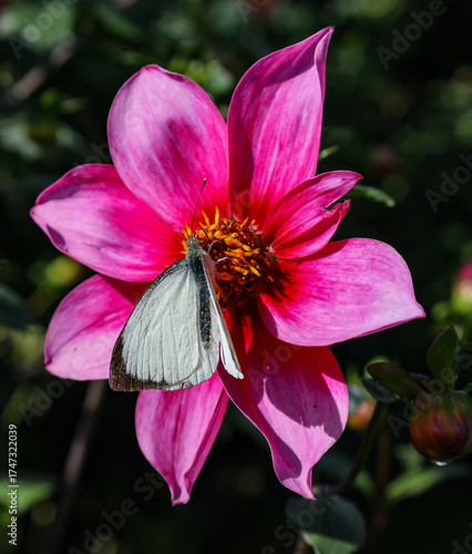 Butterfly on Daliah