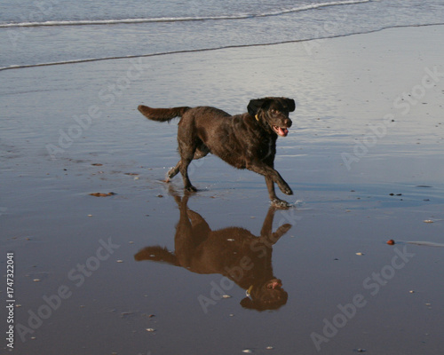 dog running on the beach