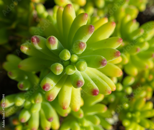 close up of succulent plant