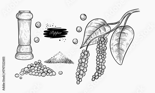Black and white illustration of peppercorns and grinder