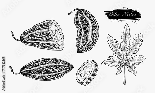 Detailed Illustration of Bitter Melon with Leaves and Cross Sections