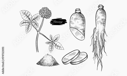 Ginseng plant root slices and powder illustration