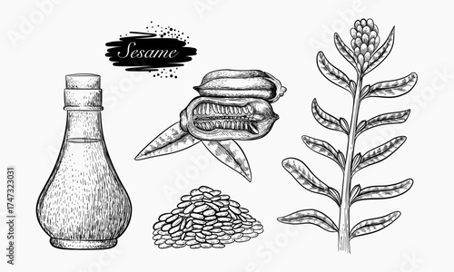 A Detailed Illustration of Sesame Seeds Oil and Plant