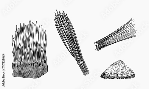 Line art illustration showing lemongrass in various forms