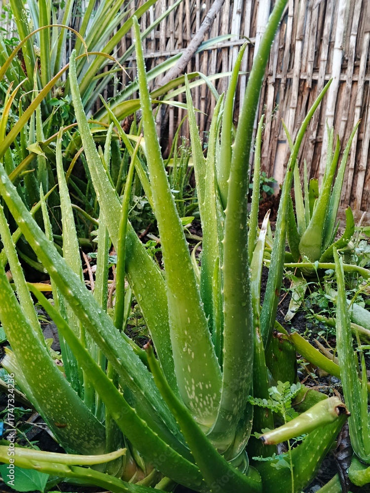 Obraz premium aloe vera plant