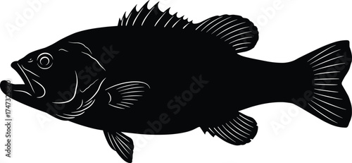 Black bass fish silhouette vector illustration, detailed freshwater fish design, fishing logo element, aquatic wildlife clipart, isolated marine animal art for digital and print use