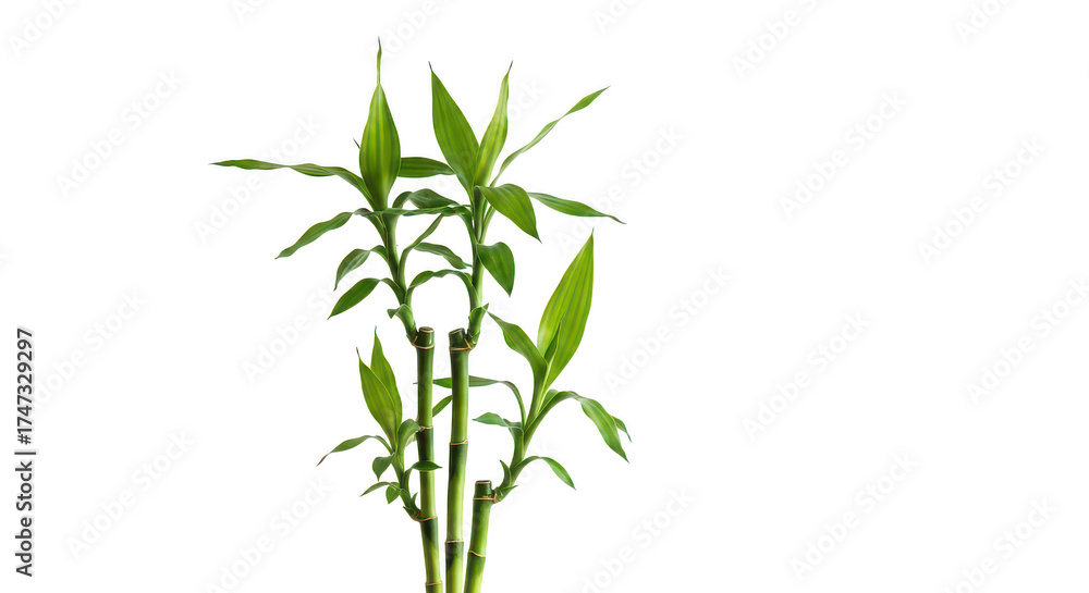 Fototapeta premium Vibrant Lucky Bamboo Plant With Green Leaves On Black Background