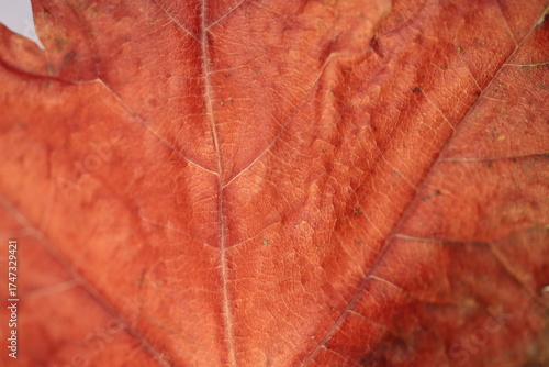 A close up of burgundy maple, autumn leaf
