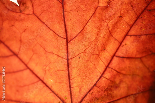 Burgundy autumn leaf