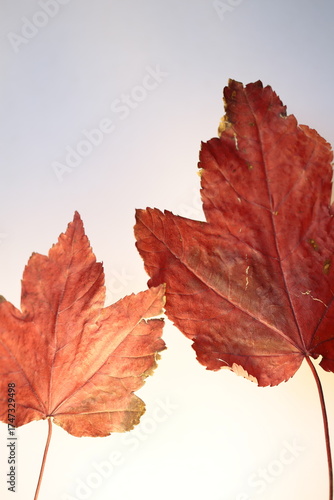 Two burgundy maple, autumn leaves.