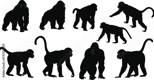 Silhouette of monkeys and apes in various poses, gorilla and chimpanzee vector illustration, wildlife animal set, jungle primate collection, black silhouettes