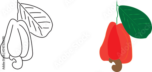 Fresh Cashew Fruits with Branch and Leaves Illustration Isolated on White Background