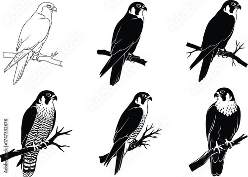Bird illustration transformation from minimal line art to ornate decorative style, perched on branch, vector set for design and education