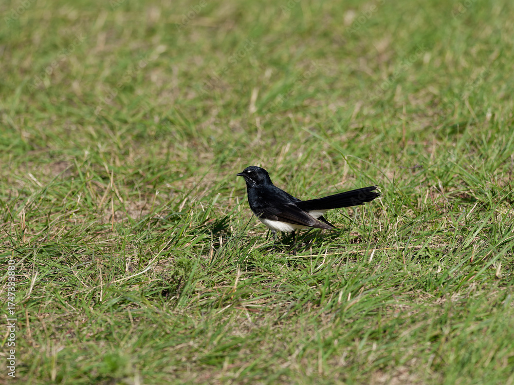 Fototapeta premium Willie Wagtail or Willy Wagtail (Rhipidura leucophrys) standing on green grass 