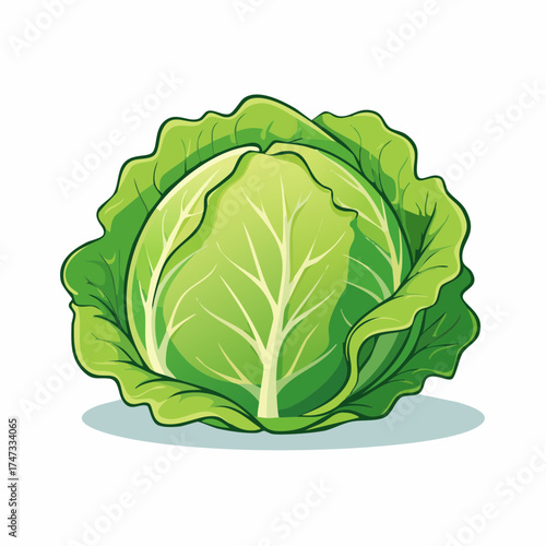 Fresh green cabbage head with transparent background