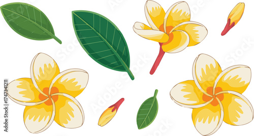 Vector art of tropical plumeria flowers and leaves