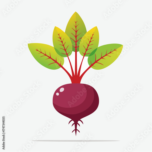 Single beetroot with leaves and roots