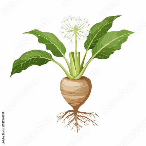 Sugar beet plant with root and flower