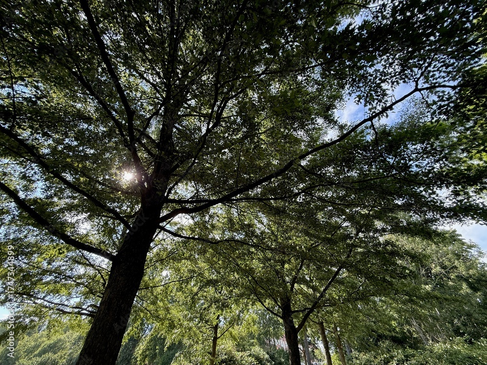 Fototapeta premium Beautiful tree with green leaves growing under blue sky, bottom view