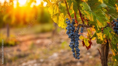 sangiovese,tuscan,vineyard,vine,ripening,harvest,orchard,fruit,agriculture,grapevine,berry,golden,red,outdoor,sunset,plant,cluster,wine,grapes,farming