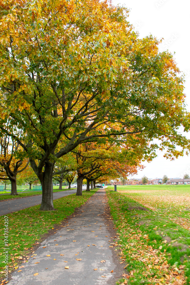 Naklejka premium A view of trees in autumn colour near the River Trent in Nottingham, UK.