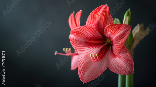 Amaryllis flower bloom in time-lapse with pollen floating gently