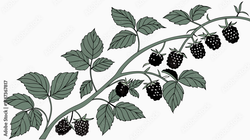 Naklejka premium Blackberry Branch with Leaves and Ripe Berries Botanical Illustration Nature Design Element for Food Drink and Health.