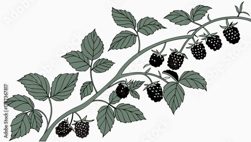 Blackberry Branch with Leaves and Ripe Berries Botanical Illustration Nature Design Element for Food Drink and Health.
