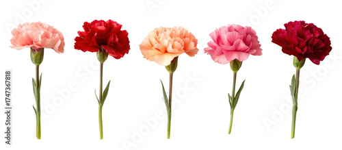Five carnation flowers in different colors isolated on transparent background