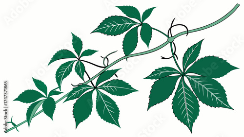 Green Vine with Five-Leaf Clusters Botanical Illustration Nature Design Element.