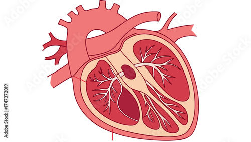 Human heart anatomy illustration detailed medical diagram cardiovascular system graphic internal organ structure red and beige color scheme educational chart health care image biology less.