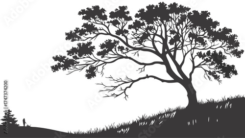 Silhouette of a Large Deciduous Tree on a Hill with Small Evergreen Tree in the Background.