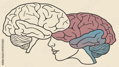 Stylized illustration of a human brain anatomical drawing medical art mind intellect neuroscience psychology.