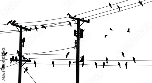 Utility poles, power lines, birds, silhouette, electricity, urban scene, rural infrastructure, energy, transformer, voltage, network, distribution, industrial, nature, connection