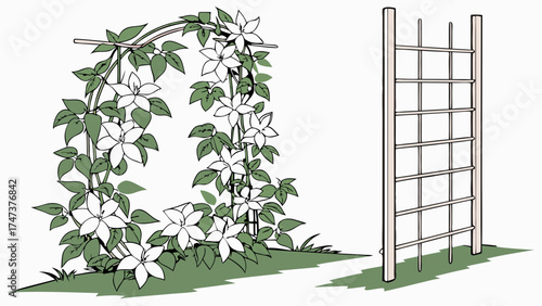 White Flowers Climbing a Garden Trellis and Fence Illustration.