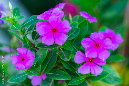 The pink Changchun flowers blooming in the garden
