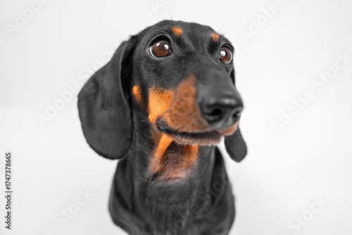 Close-up of a curious dachshund with a focus on its expressive face against a white background, capturing its personality and charm.