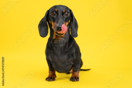 A cute dachshund sits on a vibrant yellow background, playfully licking its nose, capturing a charming and amusing moment.