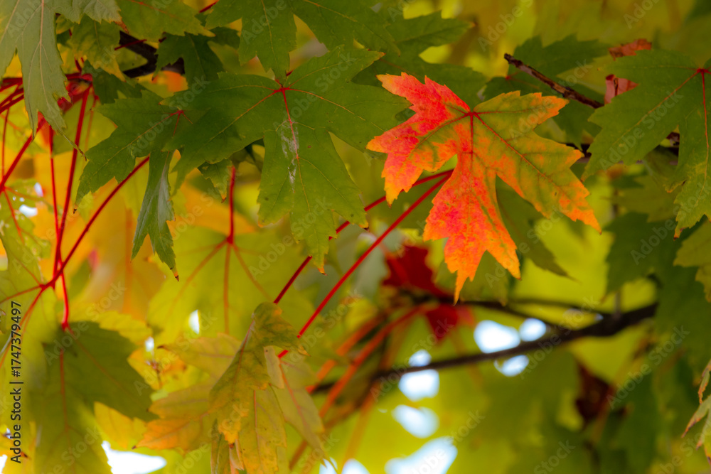Fototapeta premium In autumn, the leaves of plants gradually turn yellow and red, displaying colorful and beautiful colors