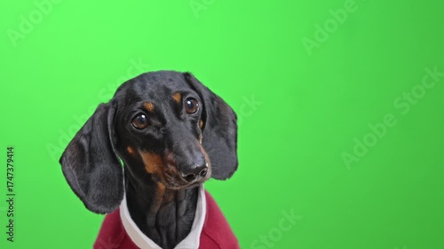 A cute dachshund in a red sweater on a bright green background cheerfully shakes its head and flaps its ears - pet portraits