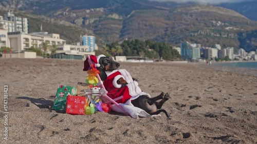 A charming dachshund wears a santa hat, soaking up the holiday spirit on a sunny beach. the festive scene merges christmas cheer with a coastal backdrop.