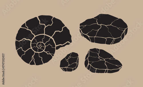 Fossilized ammonites displayed on a neutral background