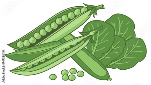 Fresh Green Peas and Spinach Illustration Healthy Eating Vegetables Vegan Food Graphics.