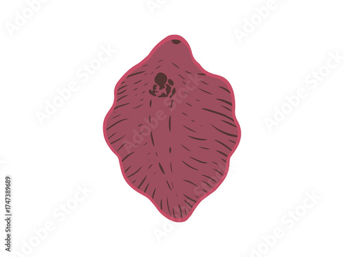 Liver Fluke Parasite
