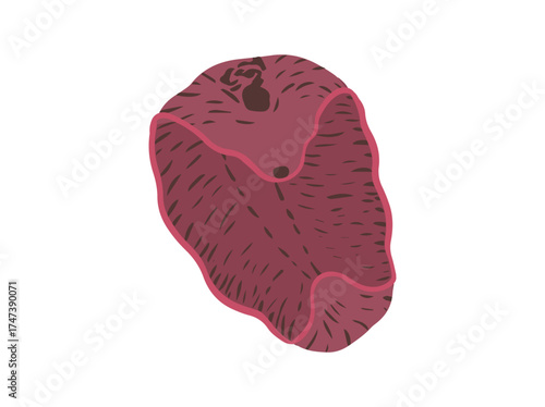 Liver Fluke Illustration