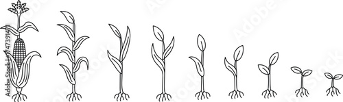 Corn plant growth stages, seedling to mature crop, agricultural cycle, farming development, maize lifecycle, educational biology diagram, crop cultivation process